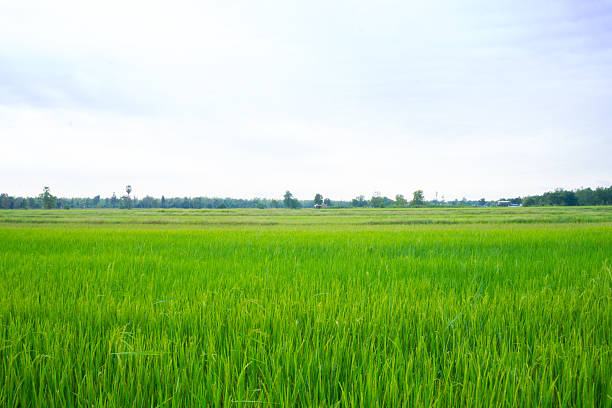 istock paddy field in thailand 500597110