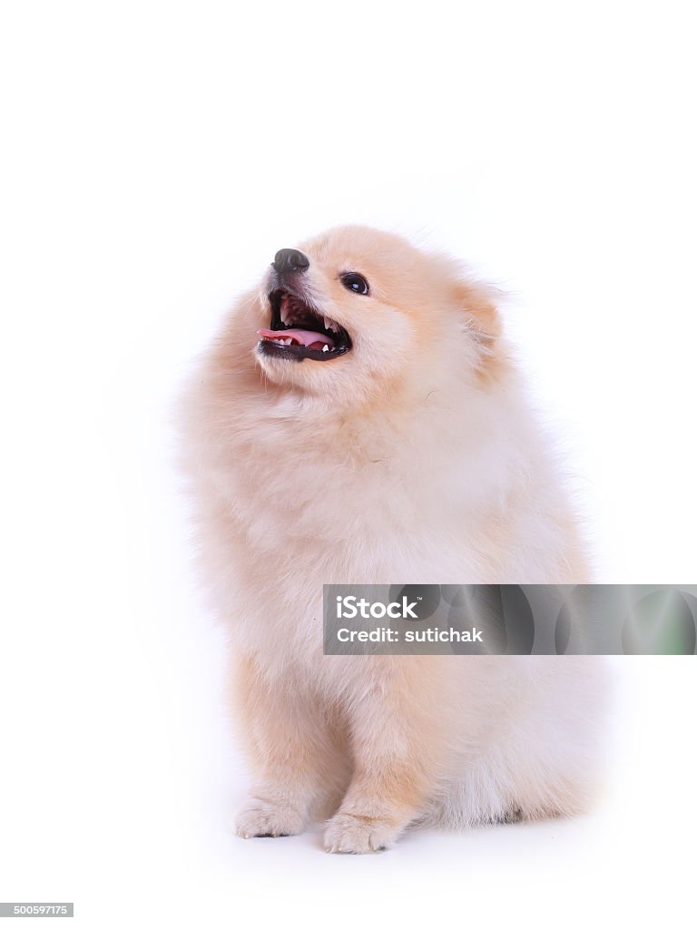 Bianco Volpino di Pomerania cane di cucciolo carino pet, - Foto stock royalty-free di Abbaiare