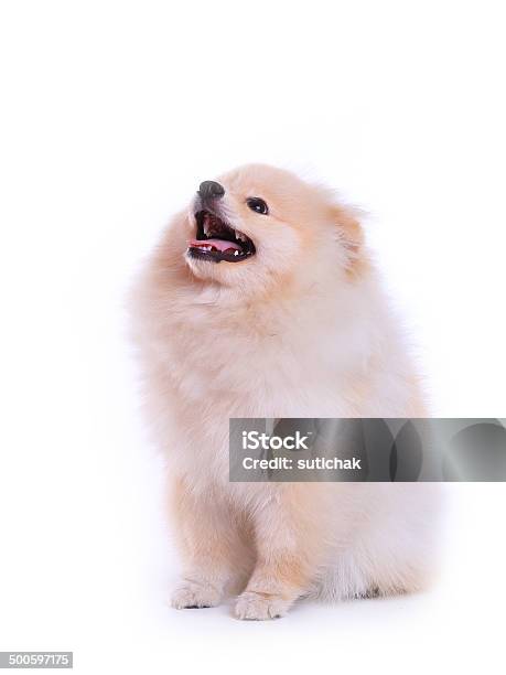 Bianco Volpino Di Pomerania Cane Di Cucciolo Carino Pet - Fotografie stock e altre immagini di Abbaiare