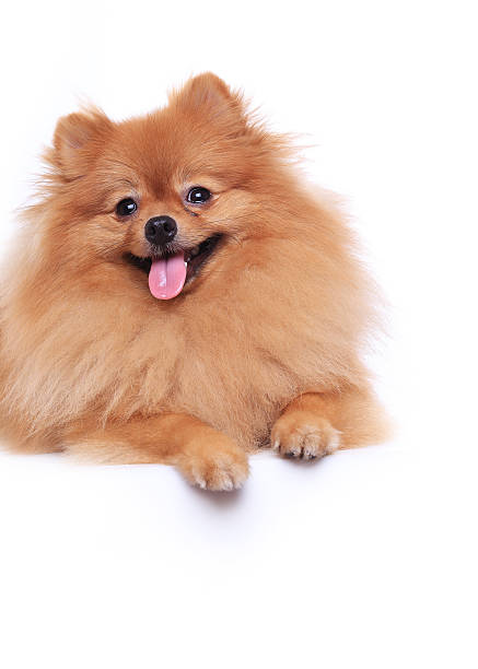 istock pomeranian dog on white background 500597327