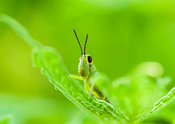 Grasshopper stock photo