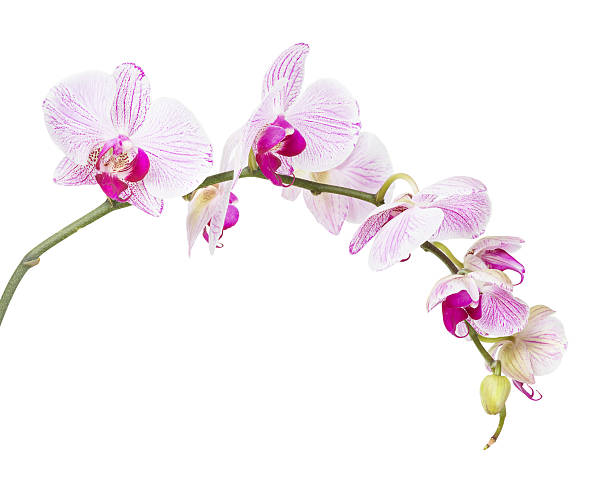 istock White and pink orchid flowers  isolated on white 500597870