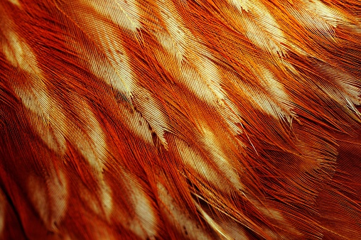 A macro shot of red and beige chicken feathers