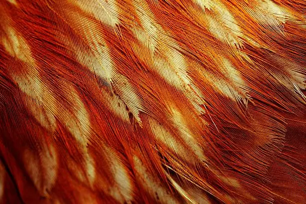 Photo of Chicken Feathers Macro