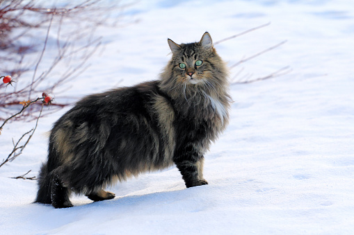 A pretty young Norwegian Forest Cat in the snow