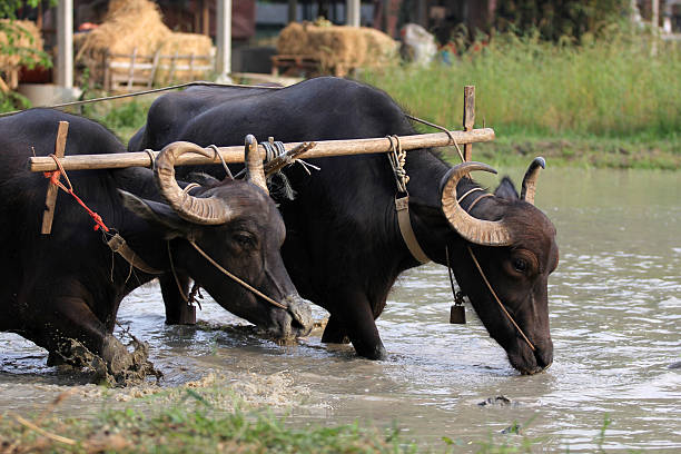 istock Thai Buffalo in a Rice Field 500599661