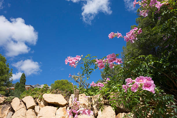 Pretty pink wallflowers growing from a rock wall in Altea Costa Blanca Spain