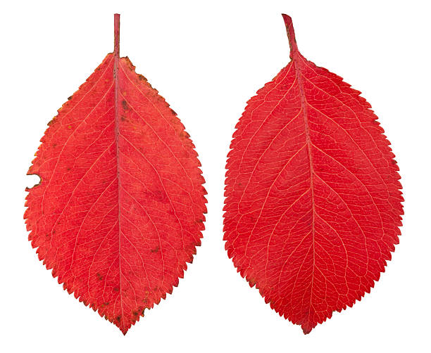 Close-up of plant branches and leaves
