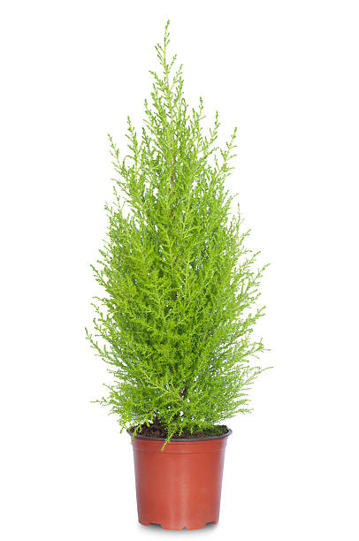 istock decorative fir tree in a flowerpot 500602960