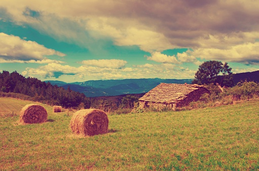 Field of freshly cut bundles of hay near Sequim, Washington