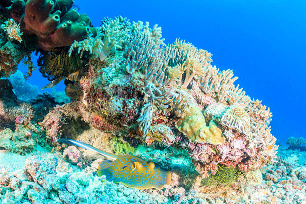 istock Blue spotted ray hides under a coral pinnacle 500611393
