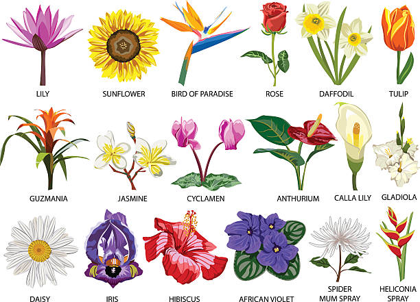 kuvapankkikuvitukset aiheesta 18 värikkäiden kukkien lajia - african violet