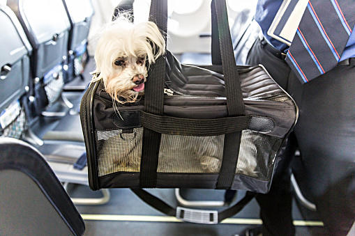 Small dog is sticking his head out of a pet carrier as the boards an airplane.  rm