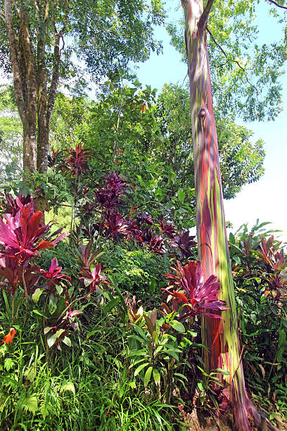 Rainbow Eucalyptus and Ti Plants Rainbow Eucalyptus and Ti plants in Maui, Hawaii. cordyline fruticosa stock pictures, royalty-free photos & images