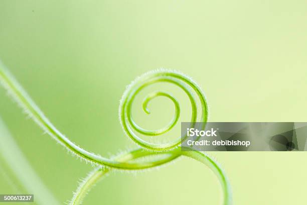 スカッシュつた - 植物の巻きひげのストックフォトや画像を多数ご用意 - 植物の巻きひげ, カラー画像, ガーデニング