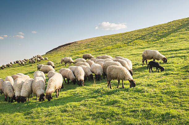 gregge di pecore al pascolo - sheep flock of sheep pasture mountain foto e immagini stock