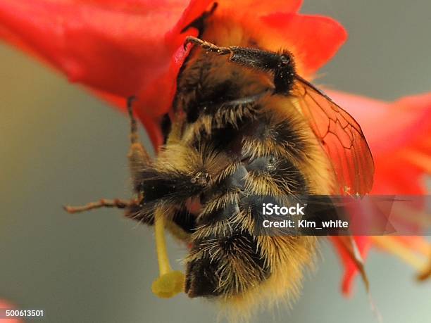 Ape Mio Blossom - Fotografie stock e altre immagini di Ambientazione esterna - Ambientazione esterna, Animale selvatico, Ape