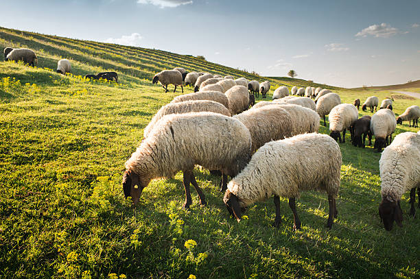 rebaño de oveja pastar - flock of sheep fotografías e imágenes de stock