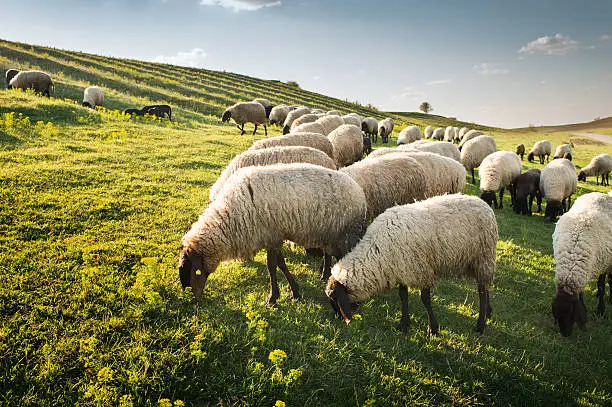 Flock of sheep grazing in a hill at sunset.