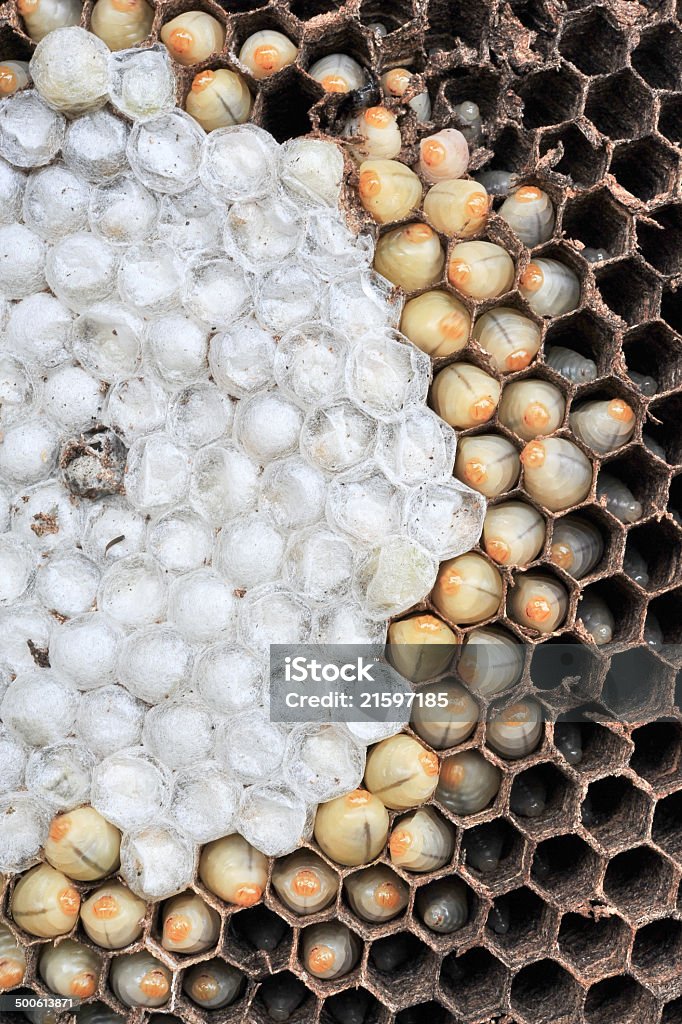 Wasps nest - Photo de Abeille libre de droits