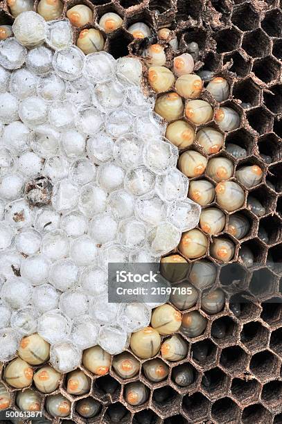 Foto de Wasps Nest e mais fotos de stock de Abelha - Abelha, Amarelo, Animal