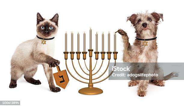 Dog And Cat Hanukkah Celebration Stock Photo - Download Image Now - Hanukkah, Dog, Pets