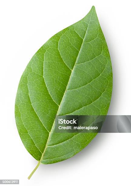 Leaf Stockfoto und mehr Bilder von Blatt - Pflanzenbestandteile - Blatt - Pflanzenbestandteile, Grün, Weißer Hintergrund