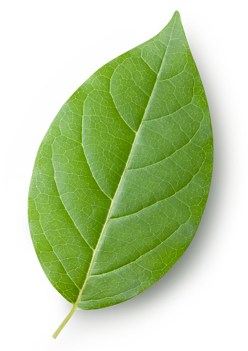 Leaf. Photo with clipping path.  