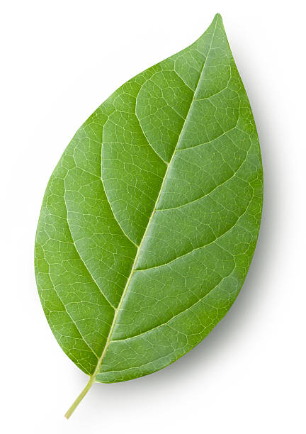 Leaf stock photo