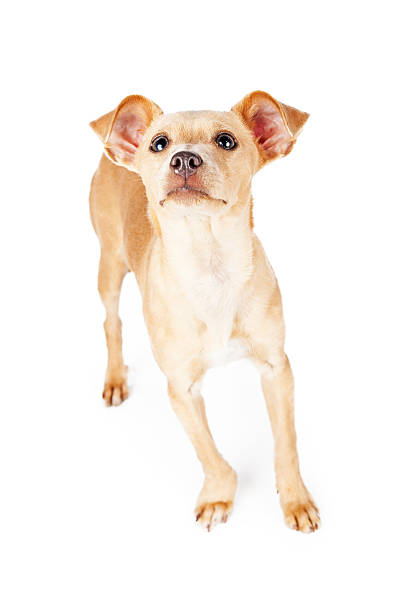 istock Curious Little Dog Sniffing The Air 500613968