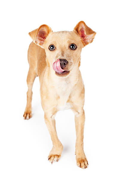 istock Adorable Hungry Little Dog 500614074