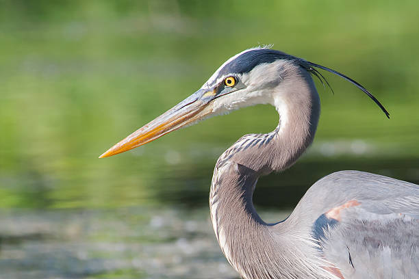 istock Great Blue Heron Fishing 500614133