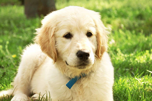 istock Golden retriever puppy. 500614291
