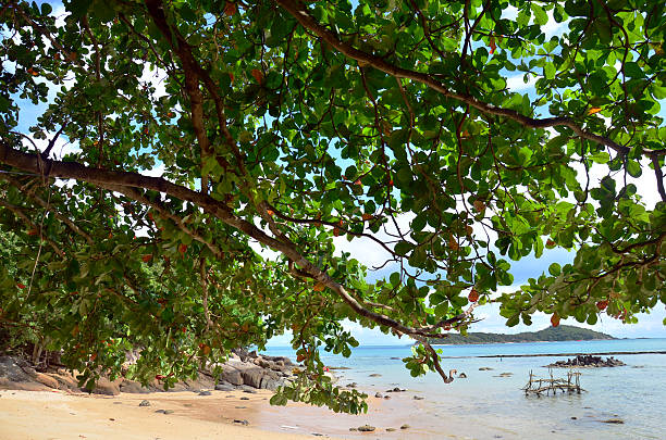 istock Rawai Beach of Phuket Thailand 500614947