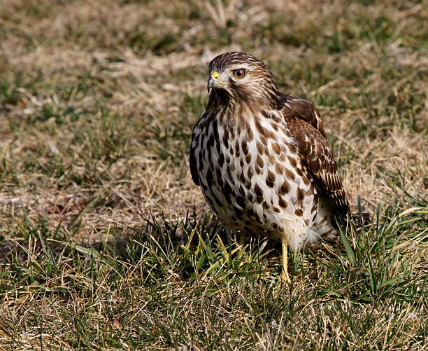 Sharp-shinned Hawk Photographed this lovely juvenile  Sharp-shinned Hawk in Fairfax County, Virginia. accipiter striatus stock pictures, royalty-free photos & images