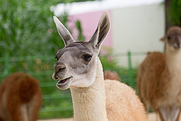 Guanaco Guanaco seoul zoo stock pictures, royalty-free photos & images