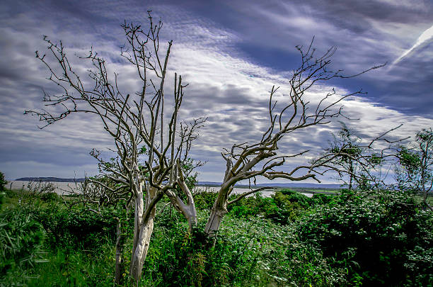 istock old dead tree landscape, with a moody skyline, colour image 500615689