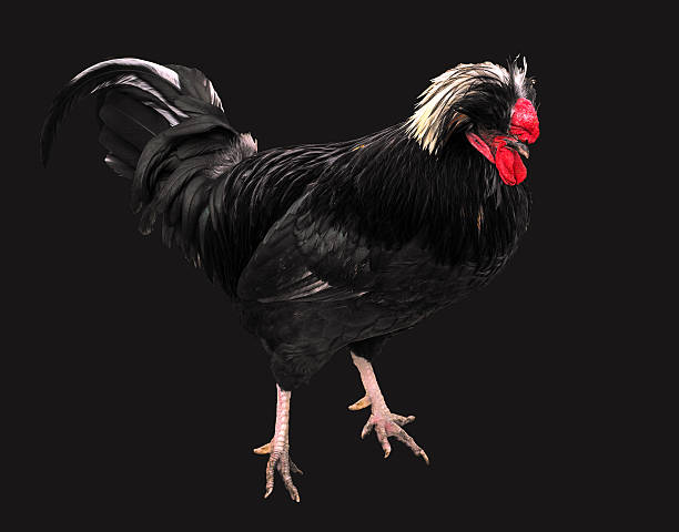 istock exotic colorful cock with a crest, red comb isolated 500615696