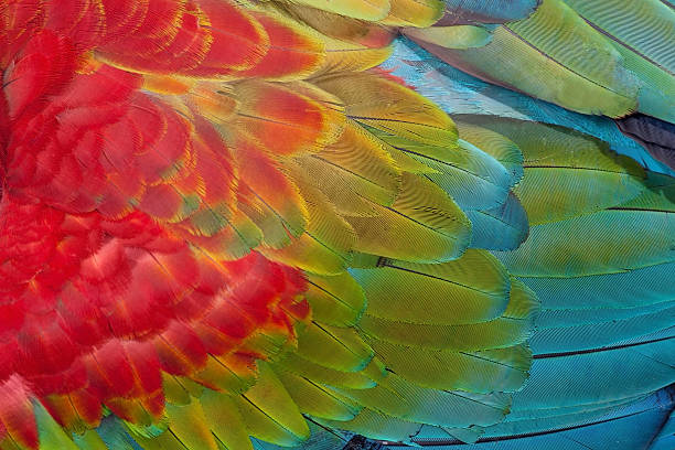 istock Red-and-green Macaw feathers 500615731