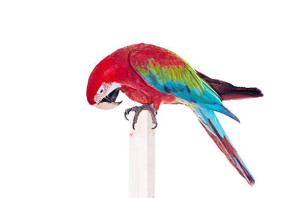 istock Red-and-green Macaw on white background 500615739