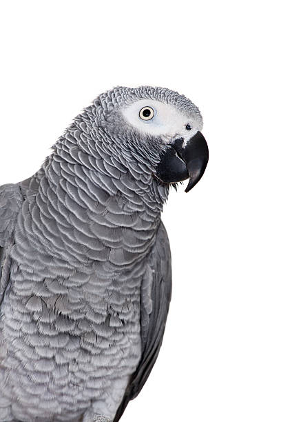 istock African Grey Parrot isolated on white 500615777