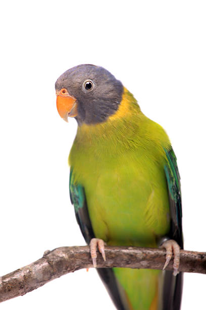 istock Female of plum-headed parakeet on white 500615787