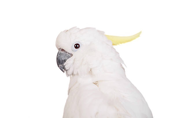 istock Sulphur-crested Cockatoo on white 500615821