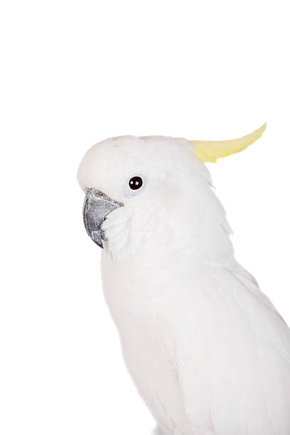 istock Sulphur-crested Cockatoo on white 500615825