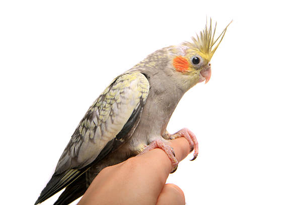 istock One cockatiel parakeet baby 500615829
