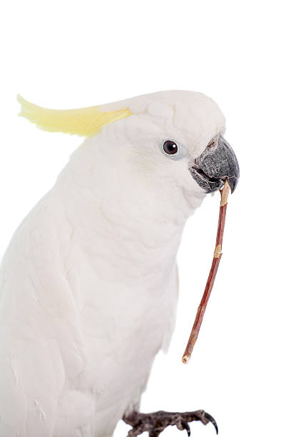 istock Sulphur-crested Cockatoo on white 500615839