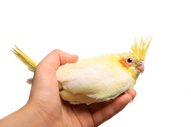 istock Cockatiel parakeet baby on white 500615841