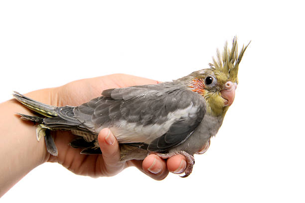 istock One cockatiel parakeet baby 500615843