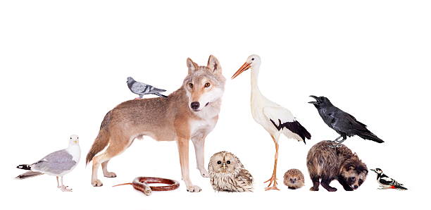 istock Group of eurasian animals 500615875