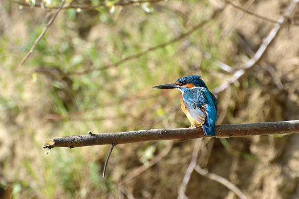 istock kingfisher in natural habitat (alcedo atthis) 500616070